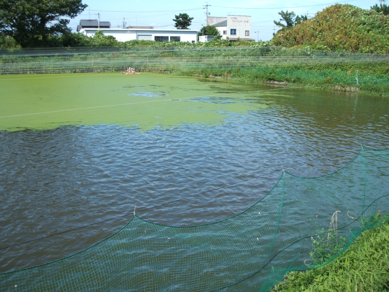 露天養殖池